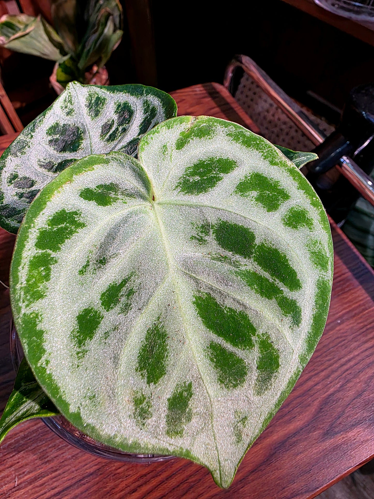 Anthurium dorayaki 銅鑼燒花燭