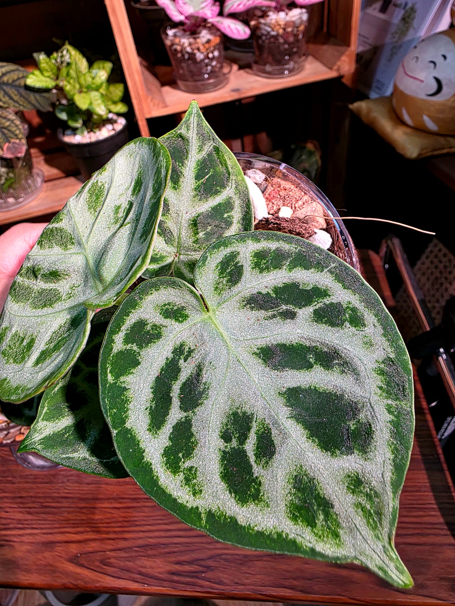 Anthurium dorayaki 銅鑼燒花燭