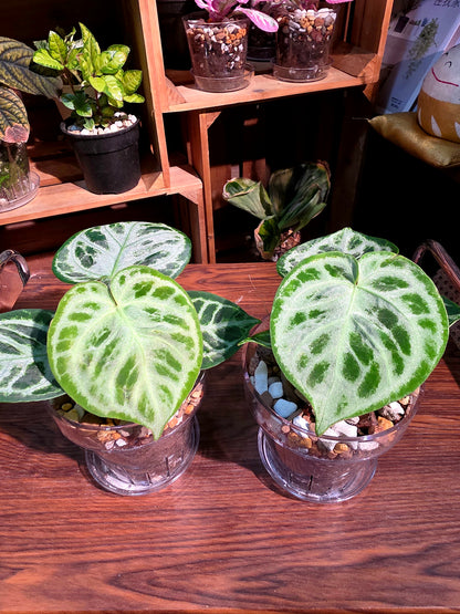 Anthurium dorayaki 銅鑼燒花燭