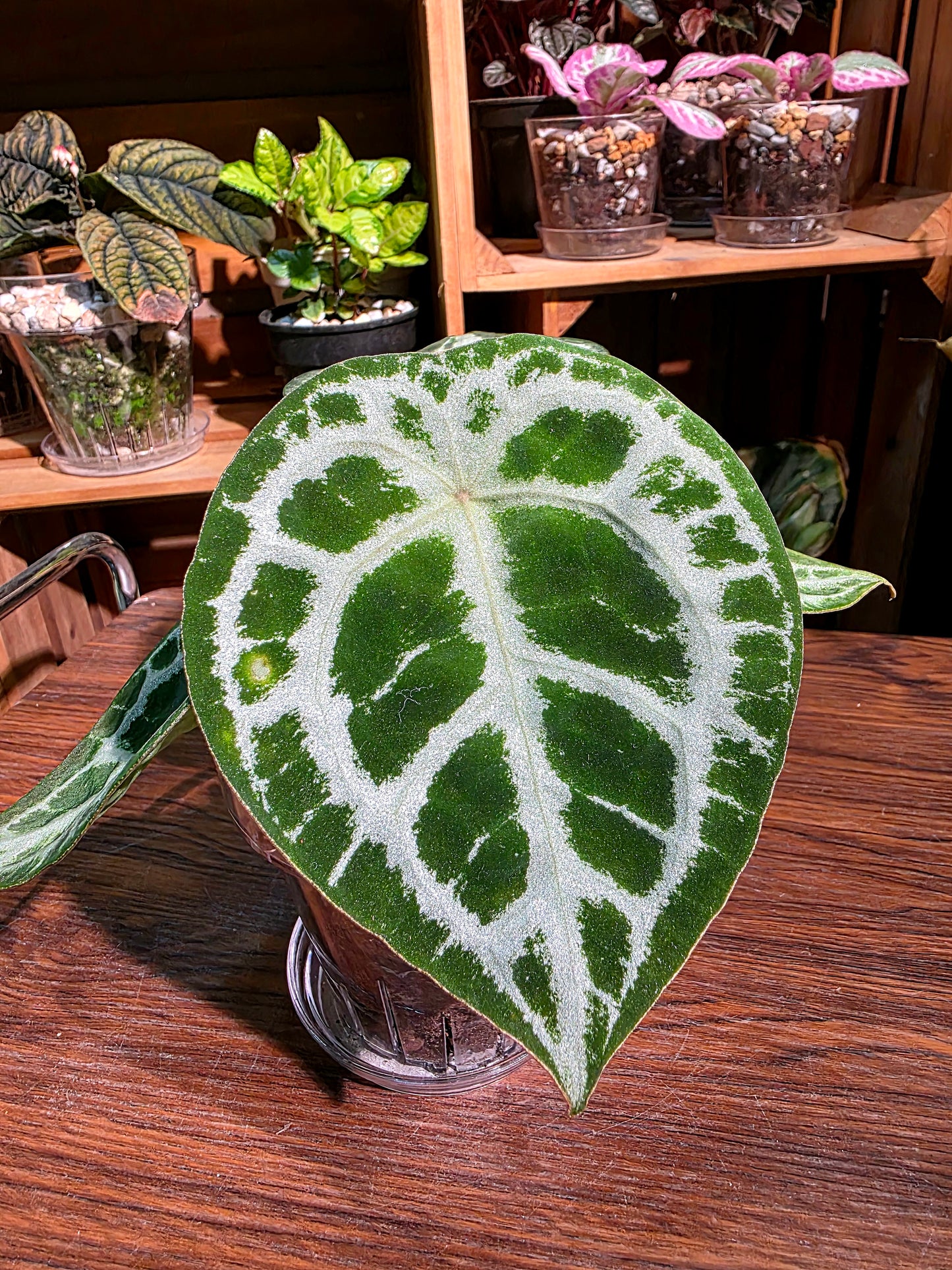 Anthurium forgetii silver 盾葉水晶花燭