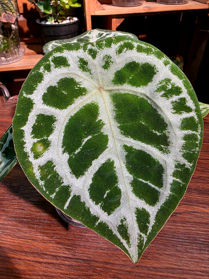 Anthurium forgetii silver 盾葉水晶花燭