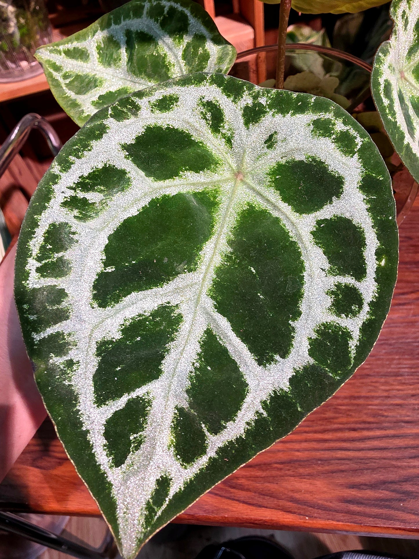 Anthurium forgetii silver 盾葉水晶花燭