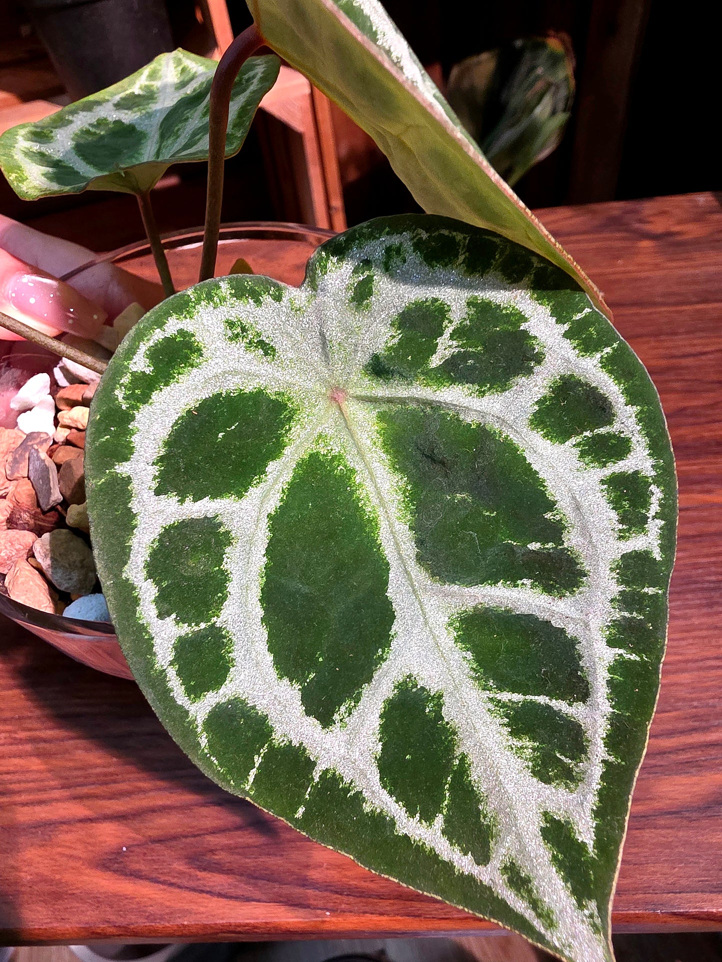Anthurium forgetii silver 盾葉水晶花燭
