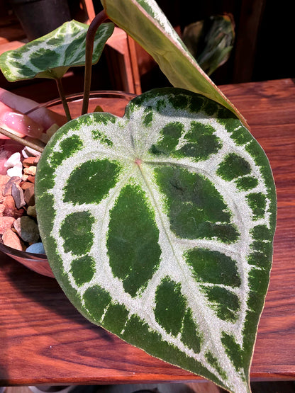 Anthurium forgetii silver 盾葉水晶花燭