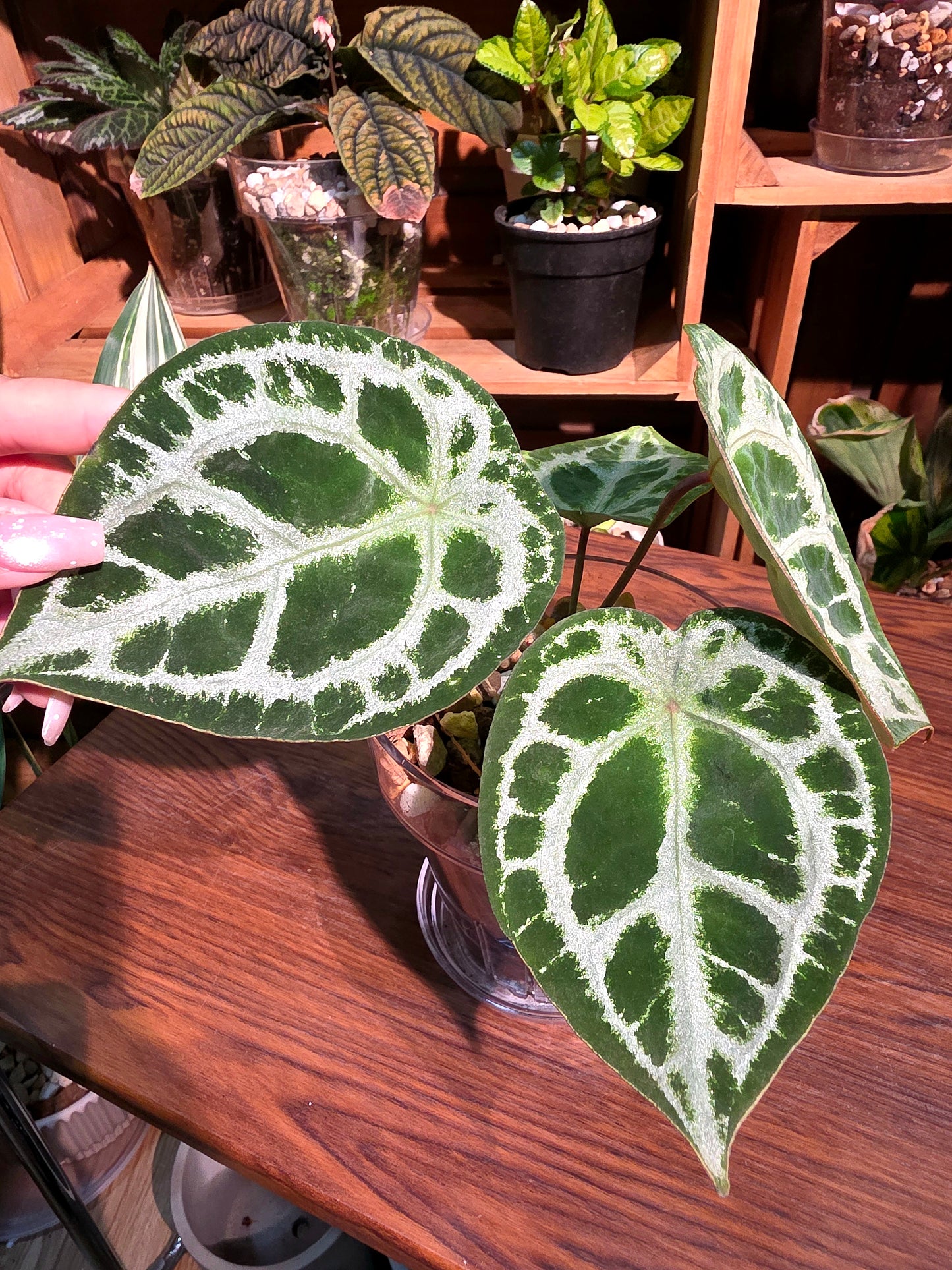 Anthurium forgetii silver 盾葉水晶花燭