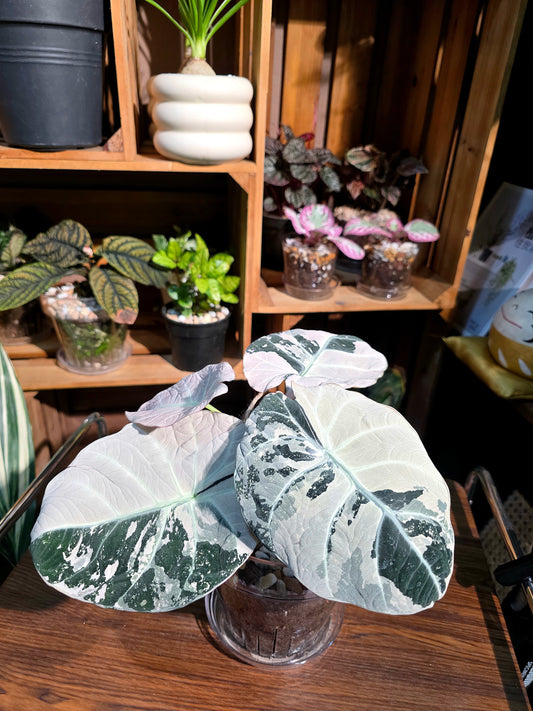Alocasia black velvet variegated pink 粉斑黑天鵝海芋