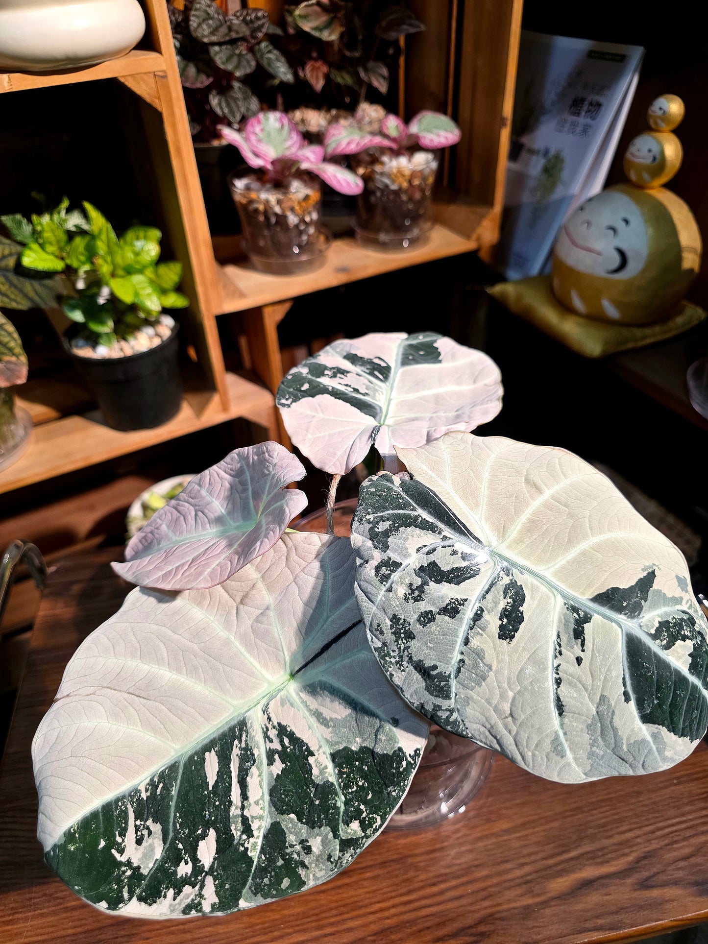 Alocasia black velvet variegated pink 粉斑黑天鵝海芋