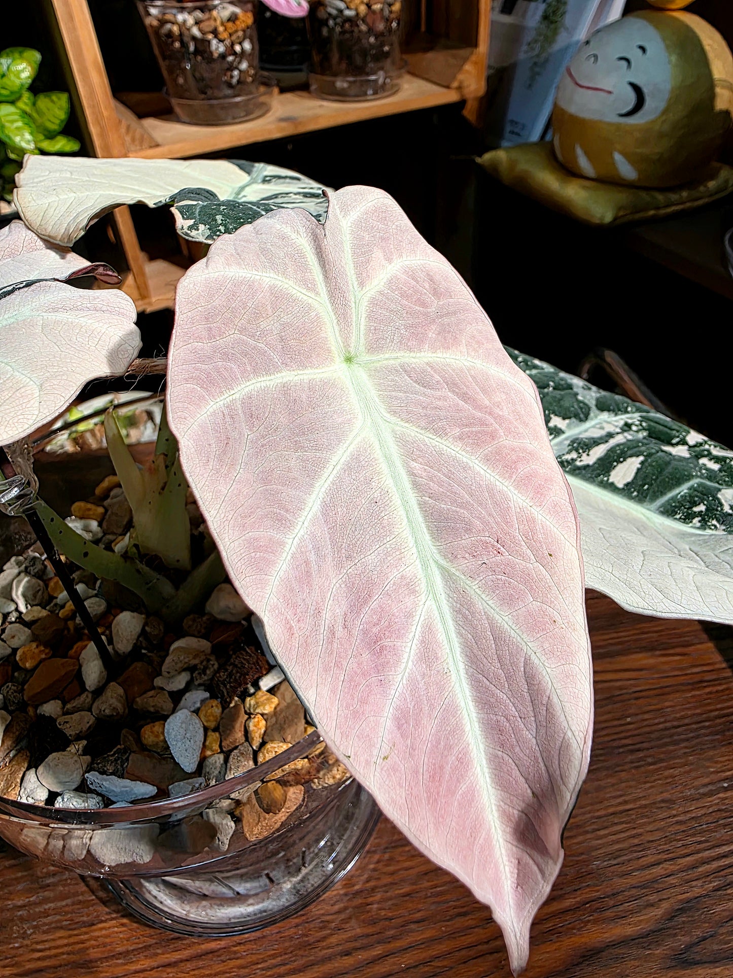 Alocasia black velvet variegated pink 粉斑黑天鵝海芋