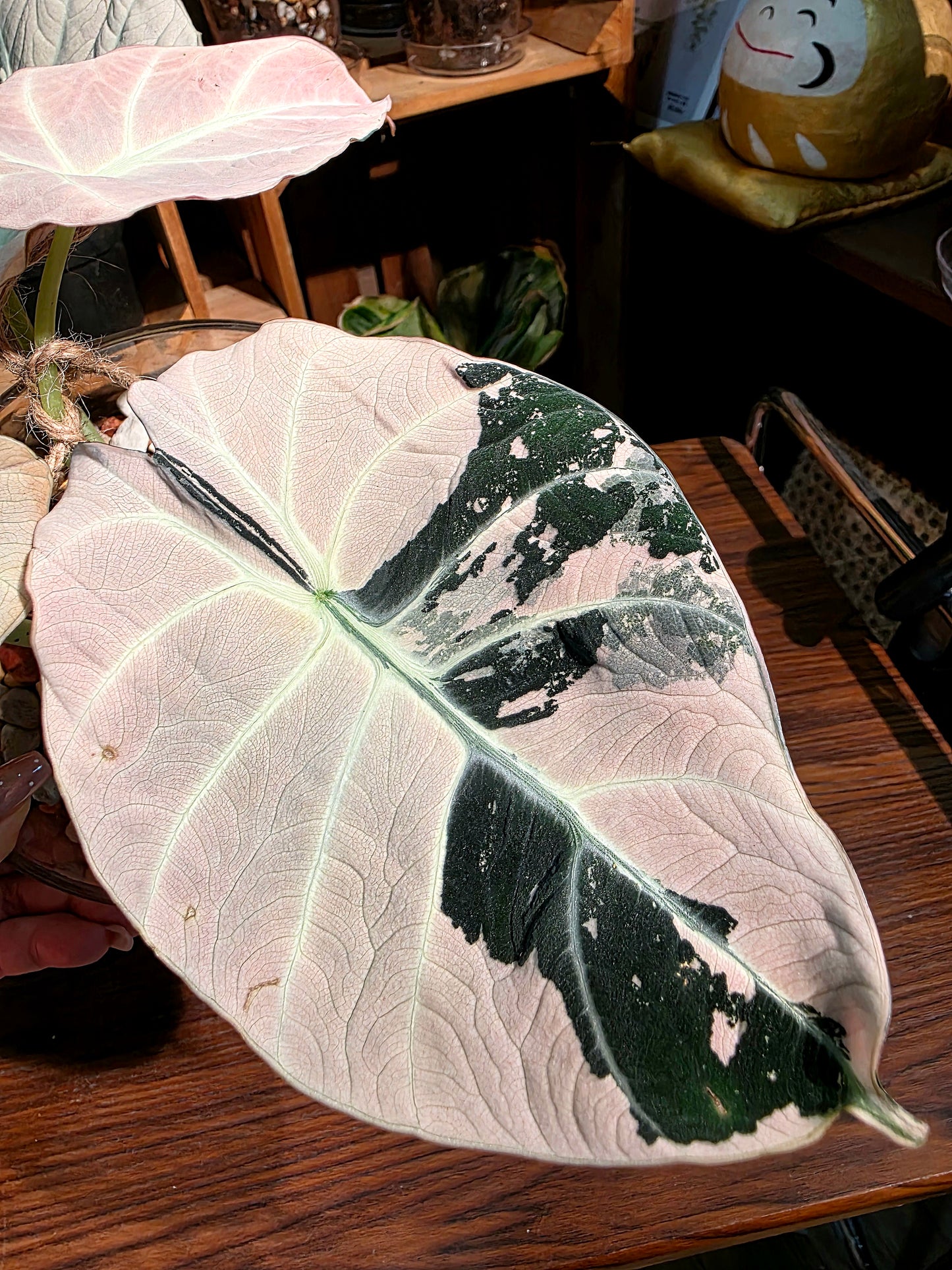 Alocasia black velvet variegated pink 粉斑黑天鵝海芋