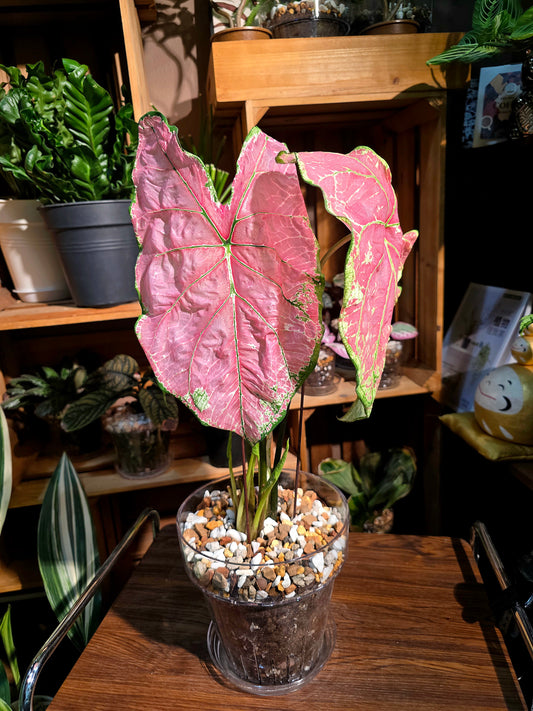 Caladium sp 芭蕾舞彩葉芋