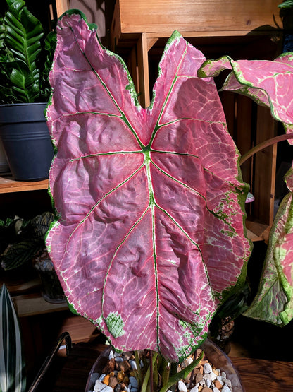 Caladium sp 芭蕾舞彩葉芋