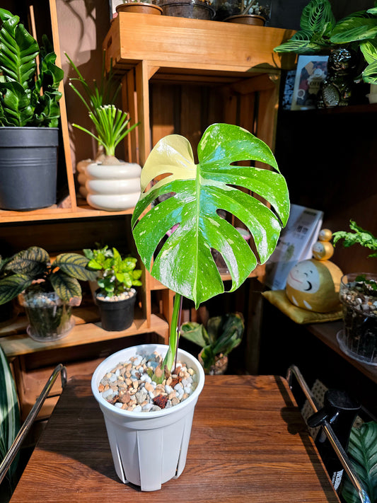 Monstera thai constellation 灑金龜背竹