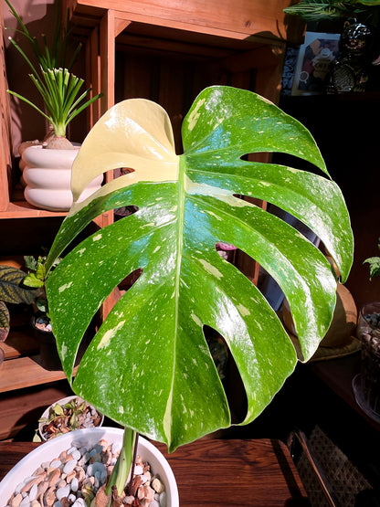 Monstera thai constellation 灑金龜背竹