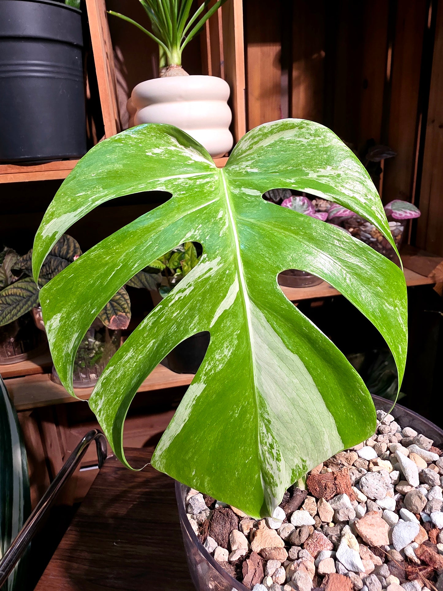 Monstera albo variegated 白斑龜背竹