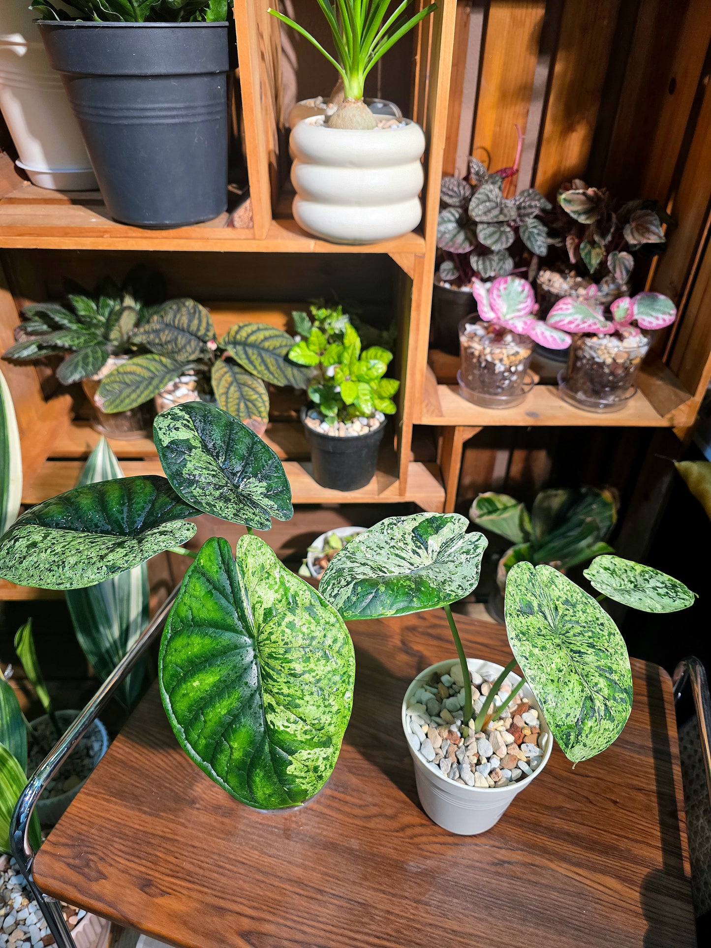 Alocasia dragon scale variegata 龍麟錦海芋