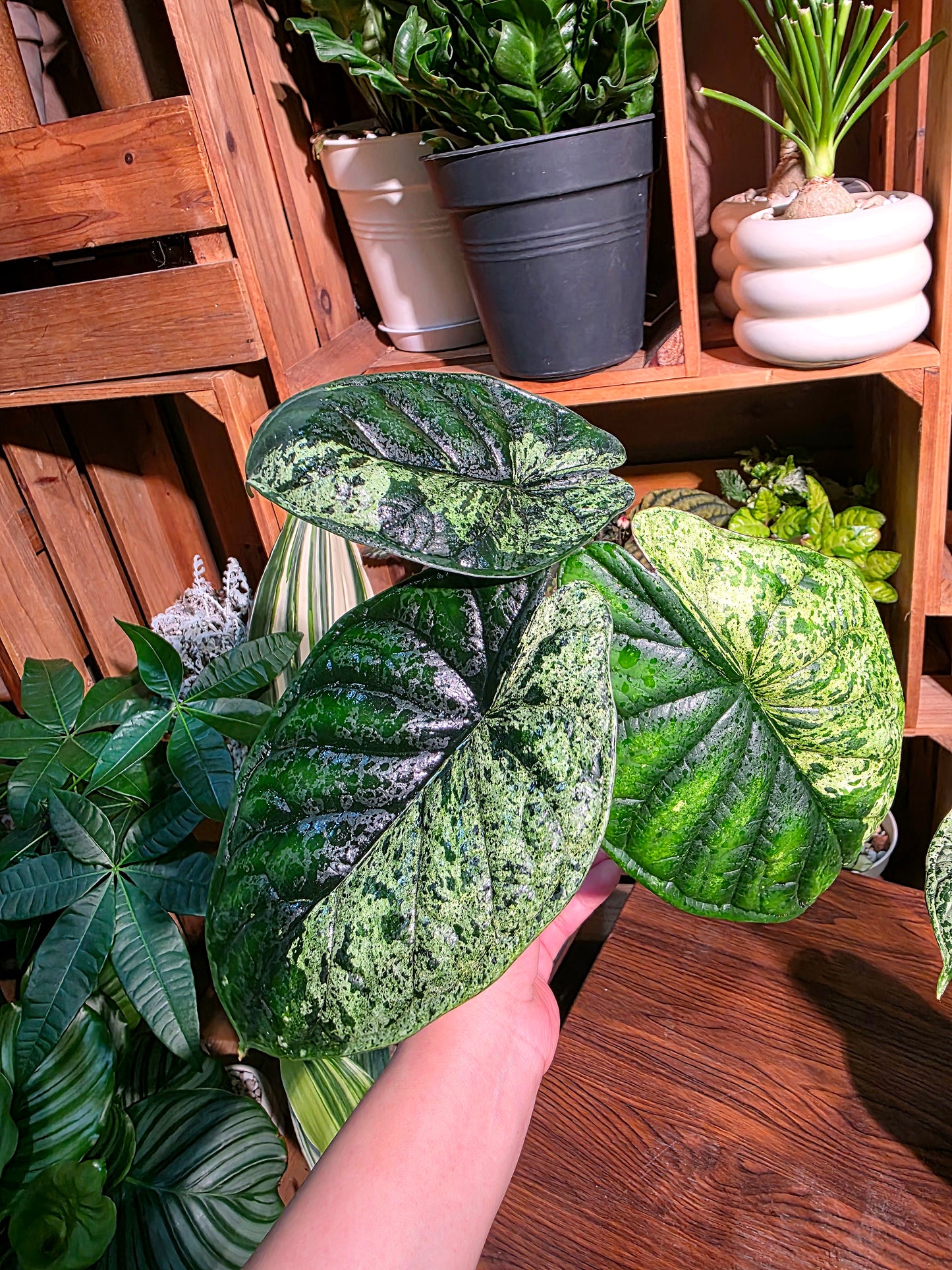 Alocasia dragon scale variegata 龍麟錦海芋