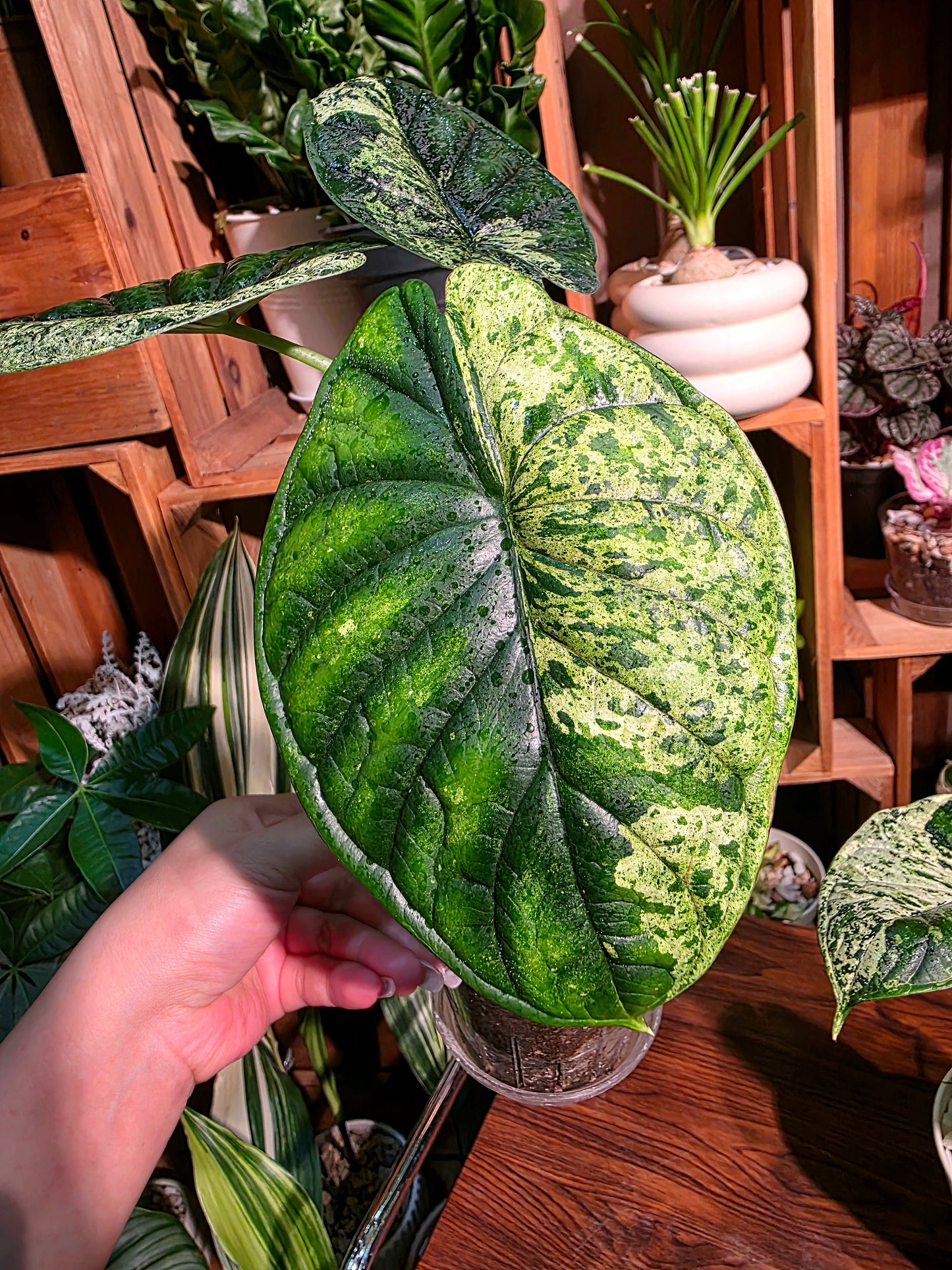 Alocasia dragon scale variegata 龍麟錦海芋