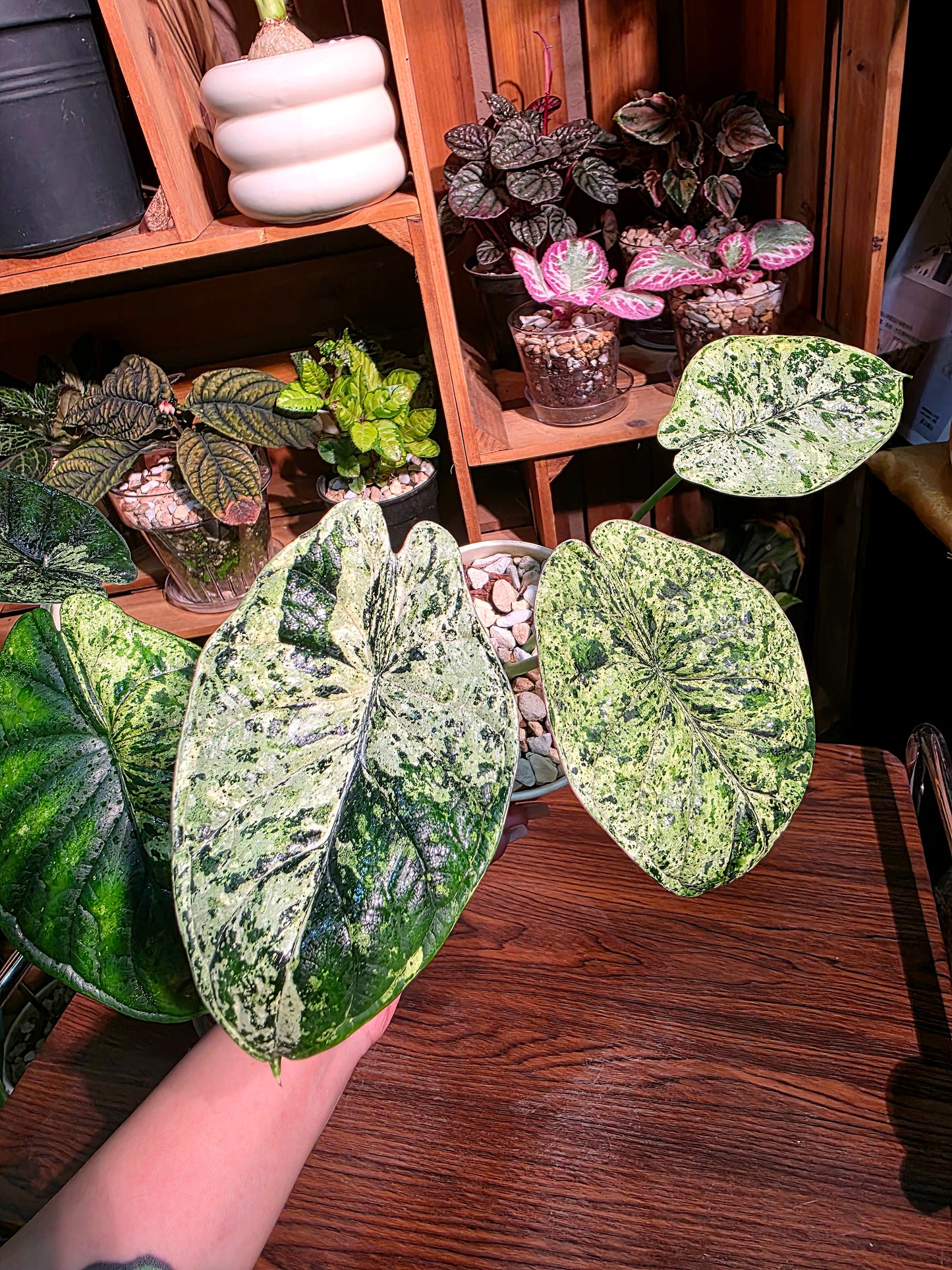 Alocasia dragon scale variegata 龍麟錦海芋