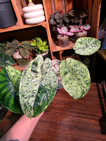 Alocasia dragon scale variegata 龍麟錦海芋