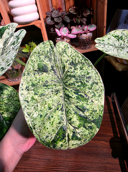Alocasia dragon scale variegata 龍麟錦海芋