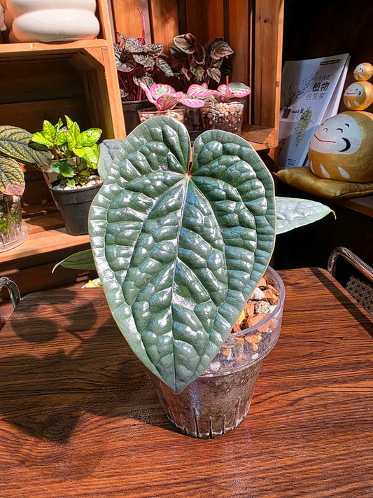 Anthurium luxurians platinum 鉑金奢華花燭