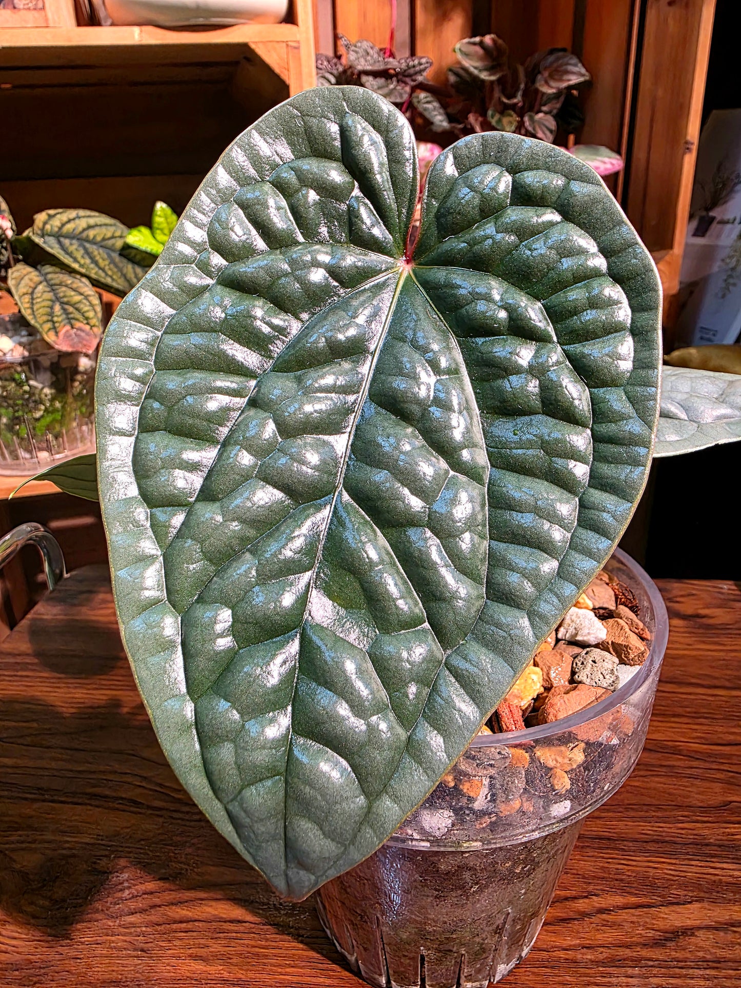 Anthurium luxurians platinum 鉑金奢華花燭