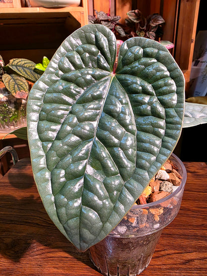 Anthurium luxurians platinum 鉑金奢華花燭