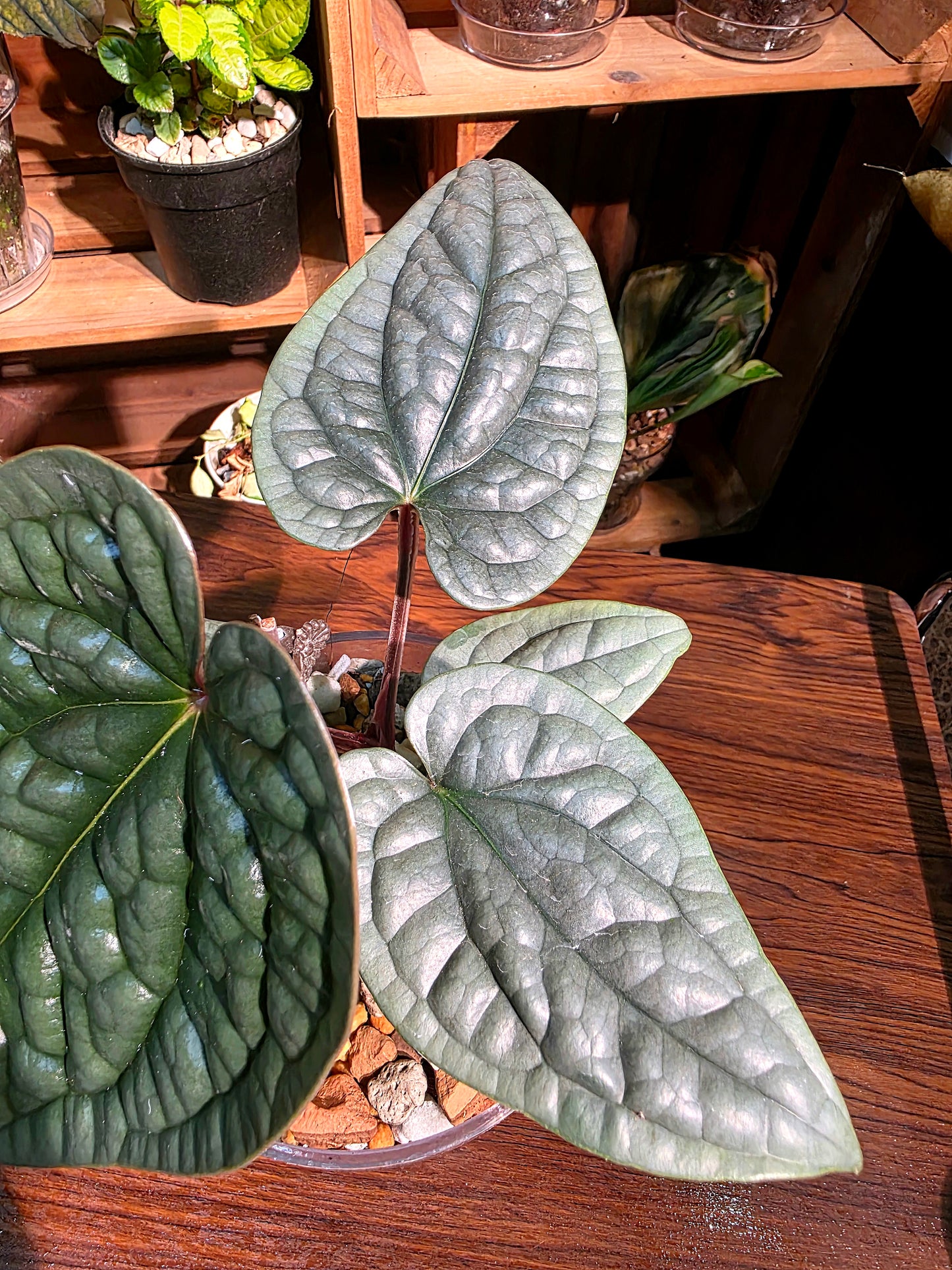Anthurium luxurians platinum 鉑金奢華花燭