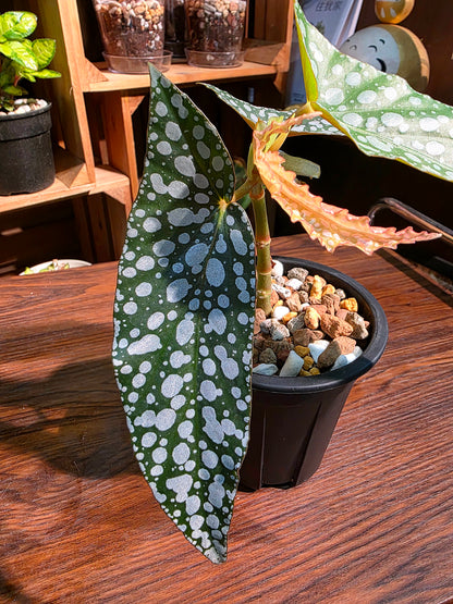 Begonia white ice 白冰秋海棠