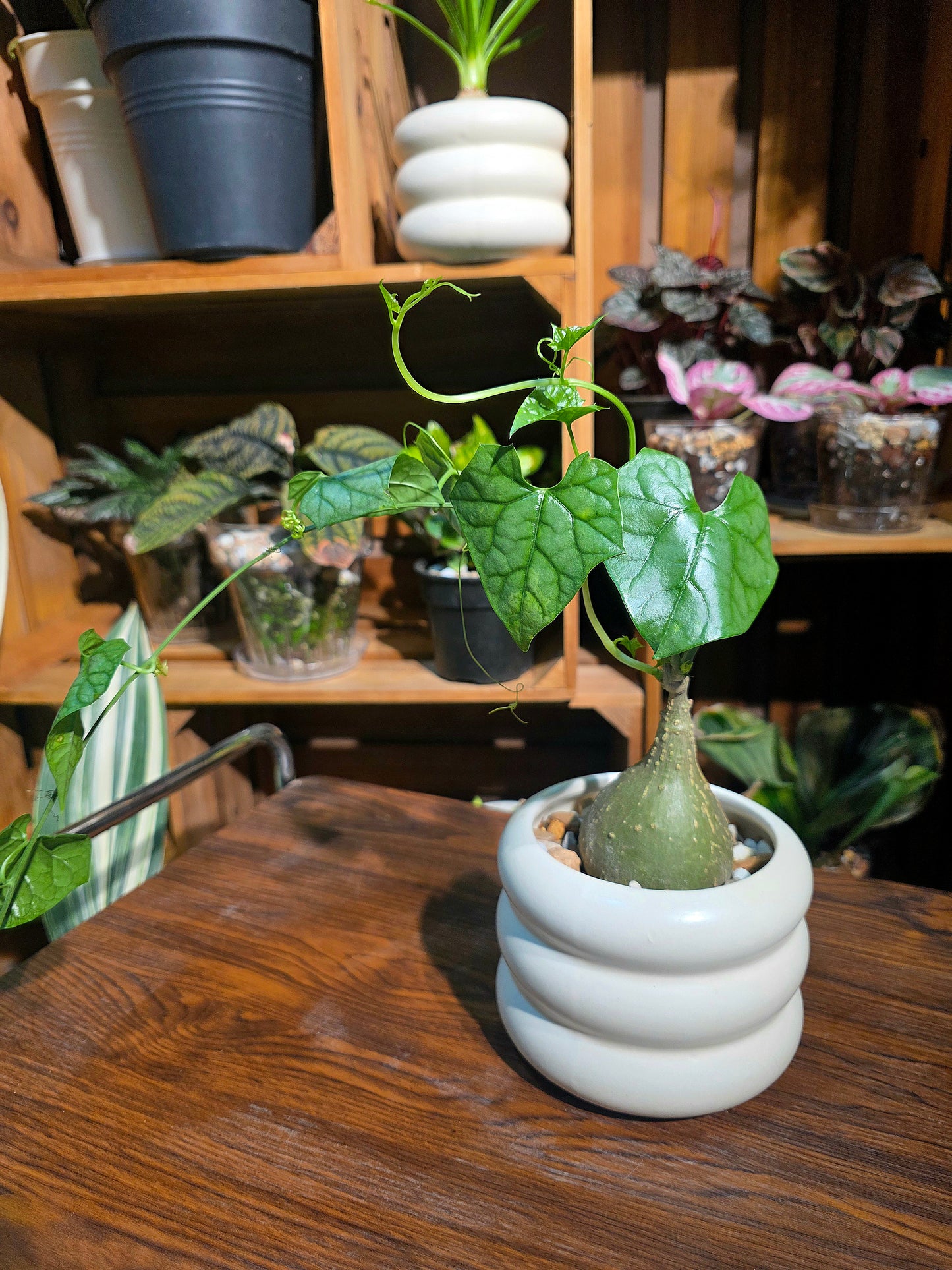 Gerrardanthus macrorrhizus 銀葉睡布袋