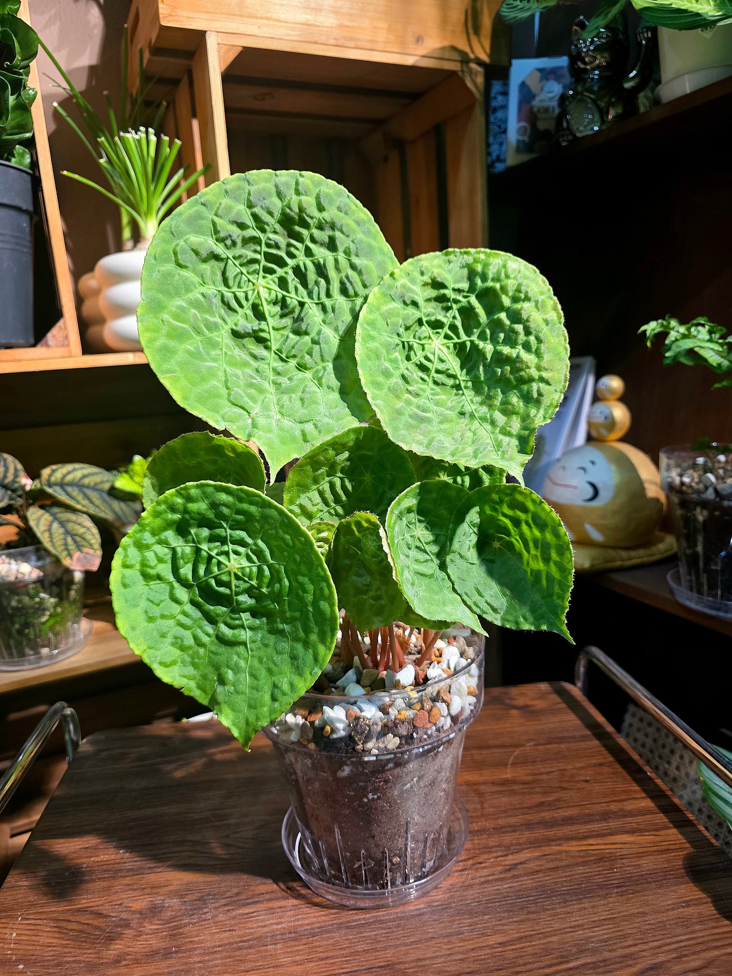 Begonia phutoensis 富壽秋海棠