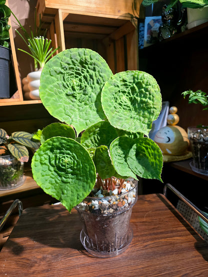 Begonia phutoensis 富壽秋海棠