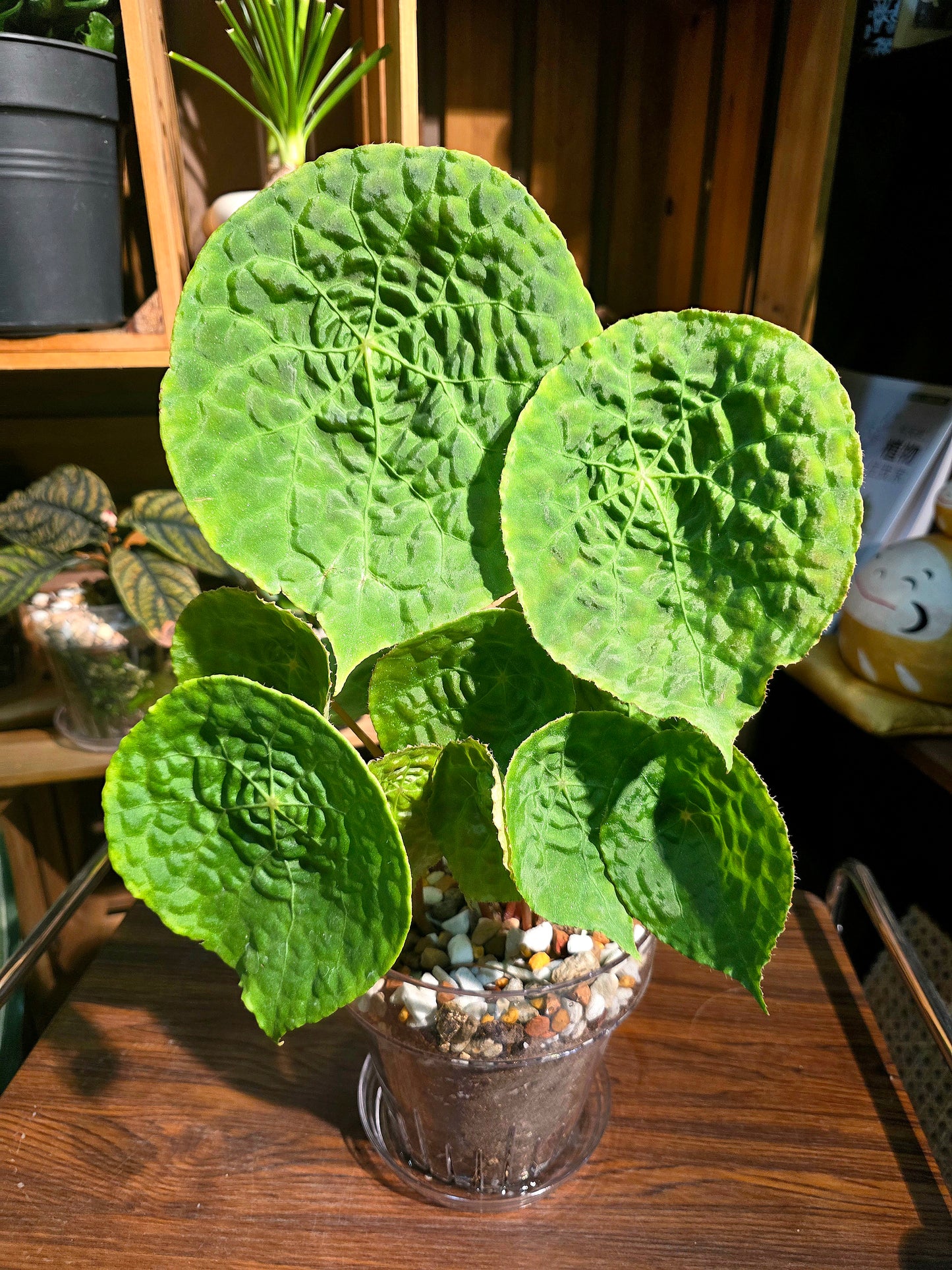 Begonia phutoensis 富壽秋海棠