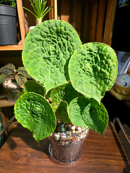 Begonia phutoensis 富壽秋海棠