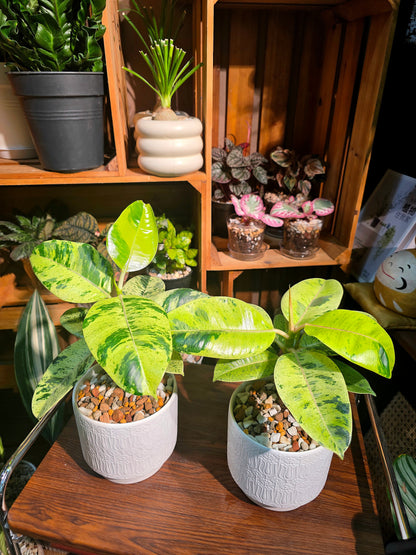 Ficus elastica Shivereana 雀斑小姐橡皮樹