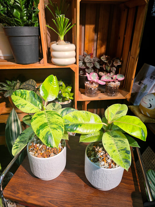 Ficus elastica Shivereana 雀斑小姐橡皮樹