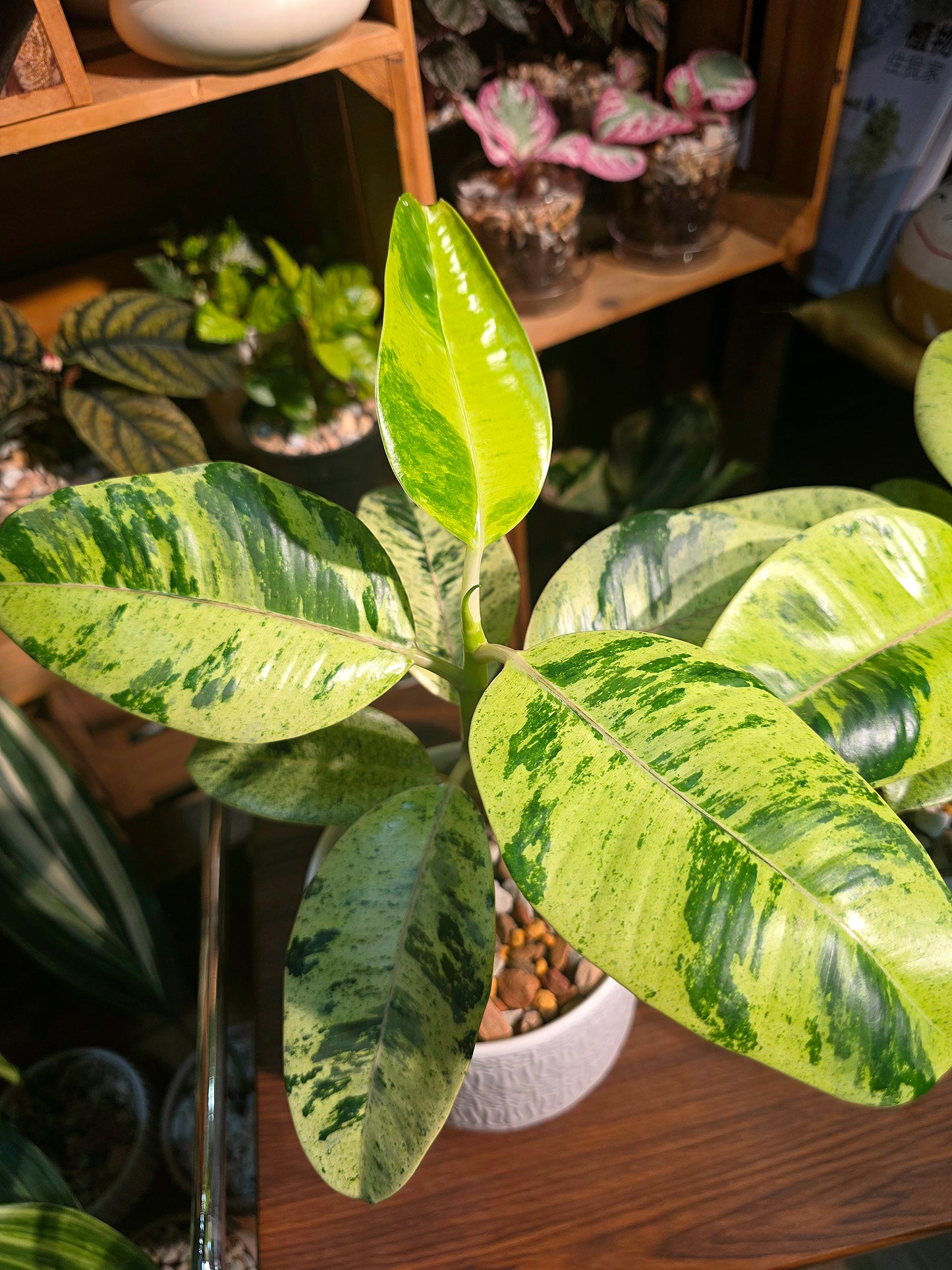 Ficus elastica Shivereana 雀斑小姐橡皮樹