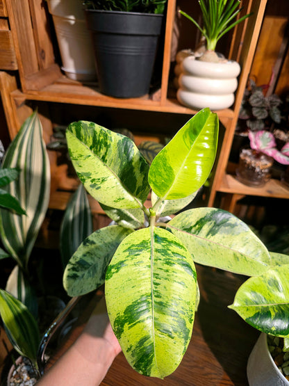 Ficus elastica Shivereana 雀斑小姐橡皮樹