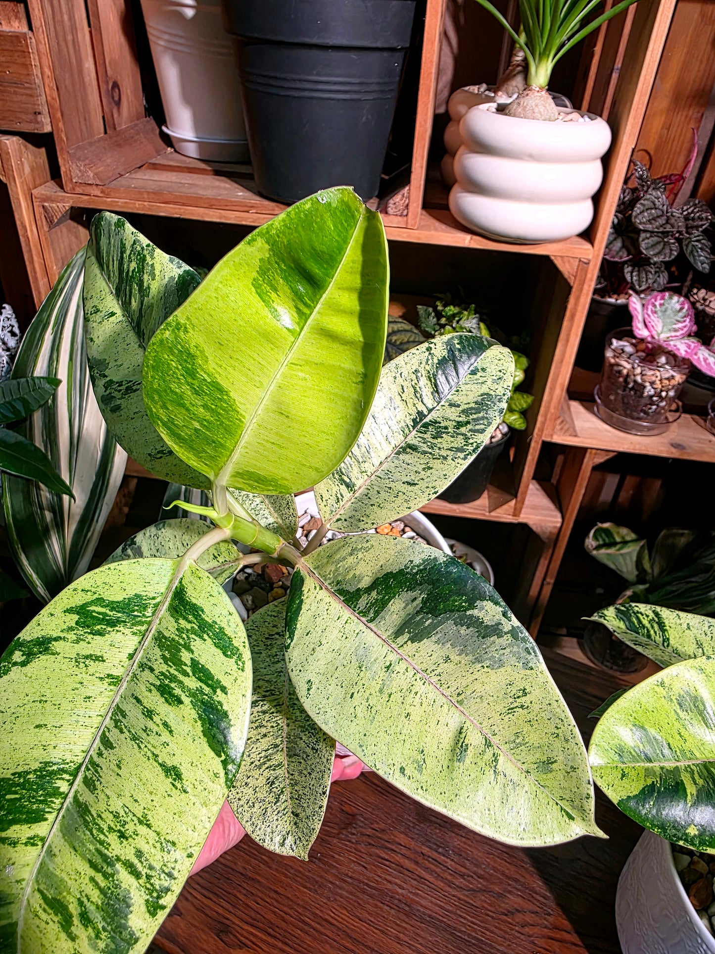 Ficus elastica Shivereana 雀斑小姐橡皮樹