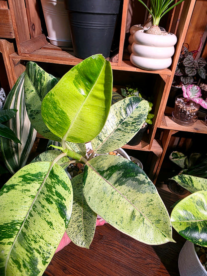 Ficus elastica Shivereana 雀斑小姐橡皮樹
