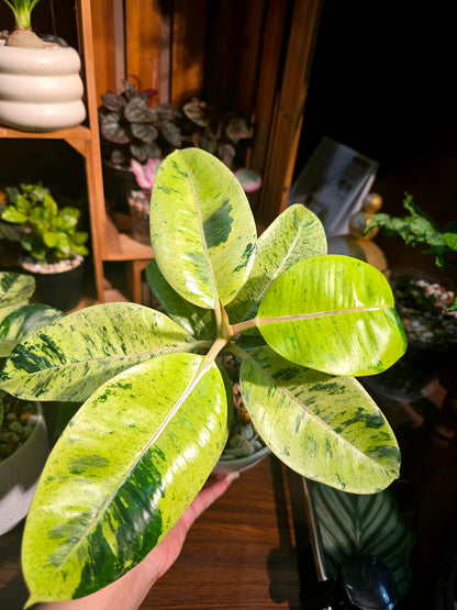 Ficus elastica Shivereana 雀斑小姐橡皮樹