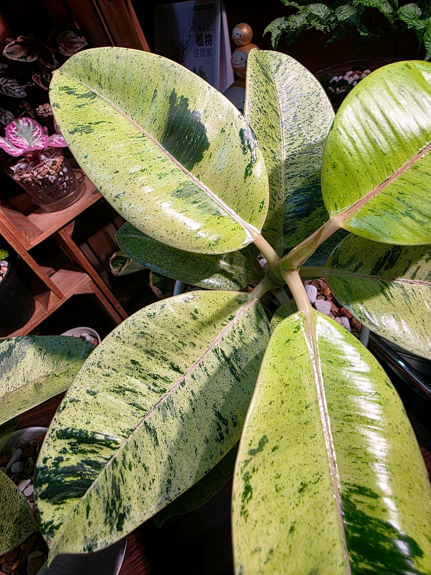 Ficus elastica Shivereana 雀斑小姐橡皮樹