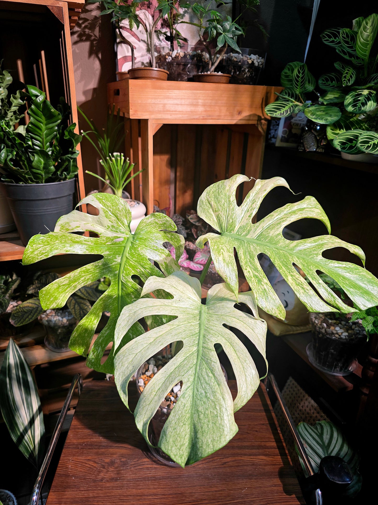 Monstera white monster 白怪獸龜背竹