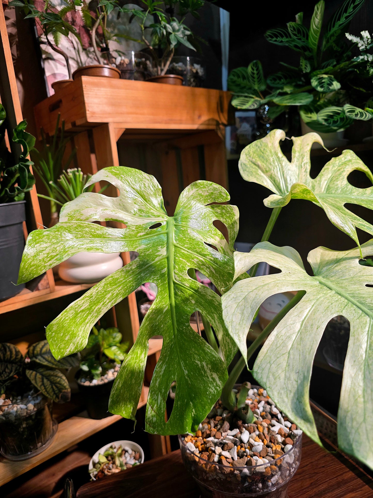 Monstera white monster 白怪獸龜背竹