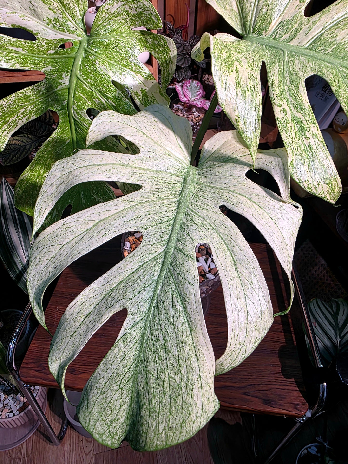 Monstera white monster 白怪獸龜背竹