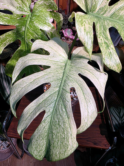 Monstera white monster 白怪獸龜背竹