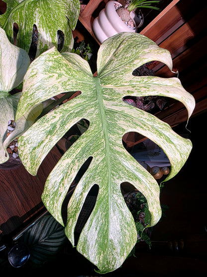 Monstera white monster 白怪獸龜背竹