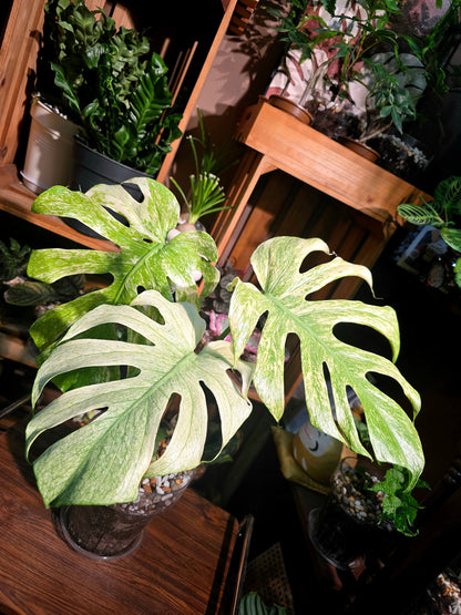 Monstera white monster 白怪獸龜背竹