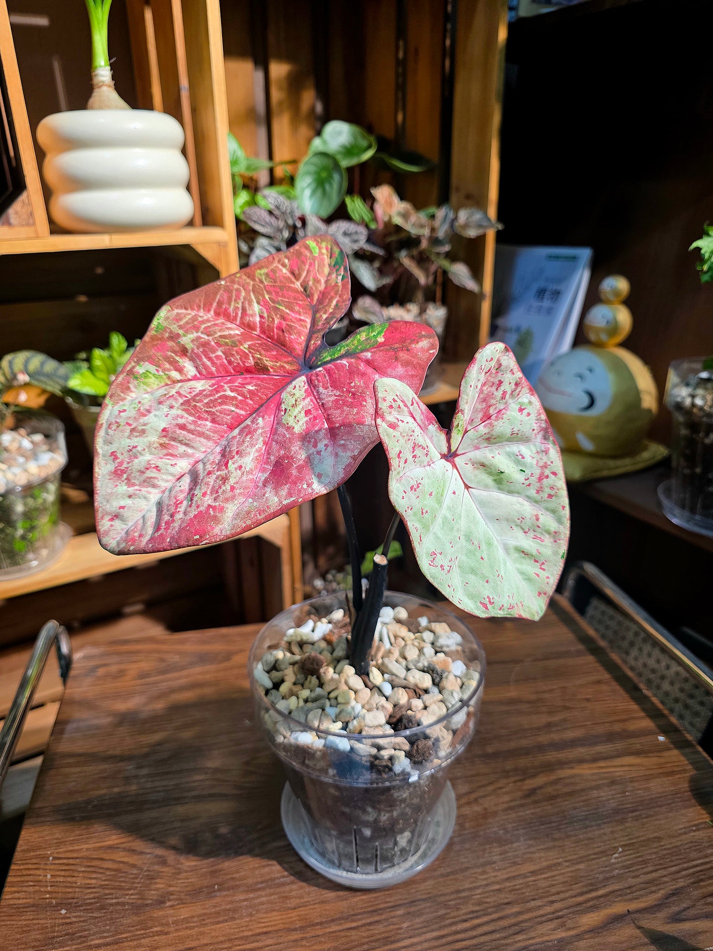 Caladium milano 米蘭彩葉芋