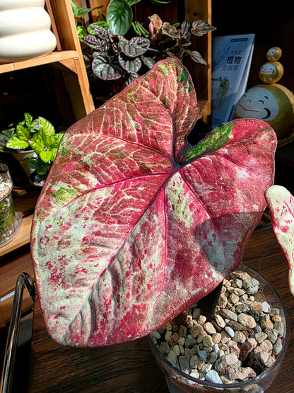 Caladium milano 米蘭彩葉芋